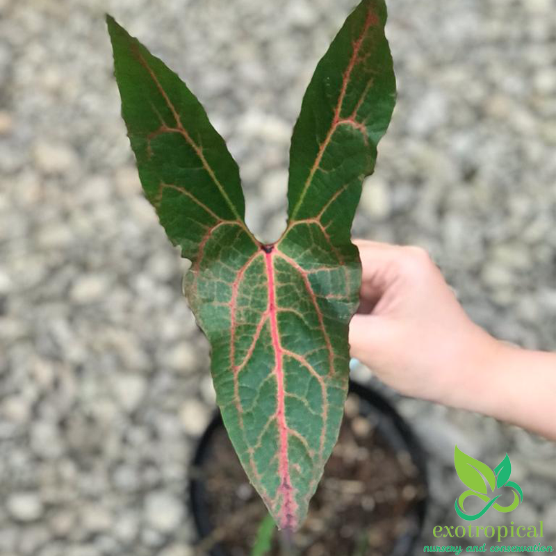 Alocasia Cyrtosperma Jhonstonii Black Jack