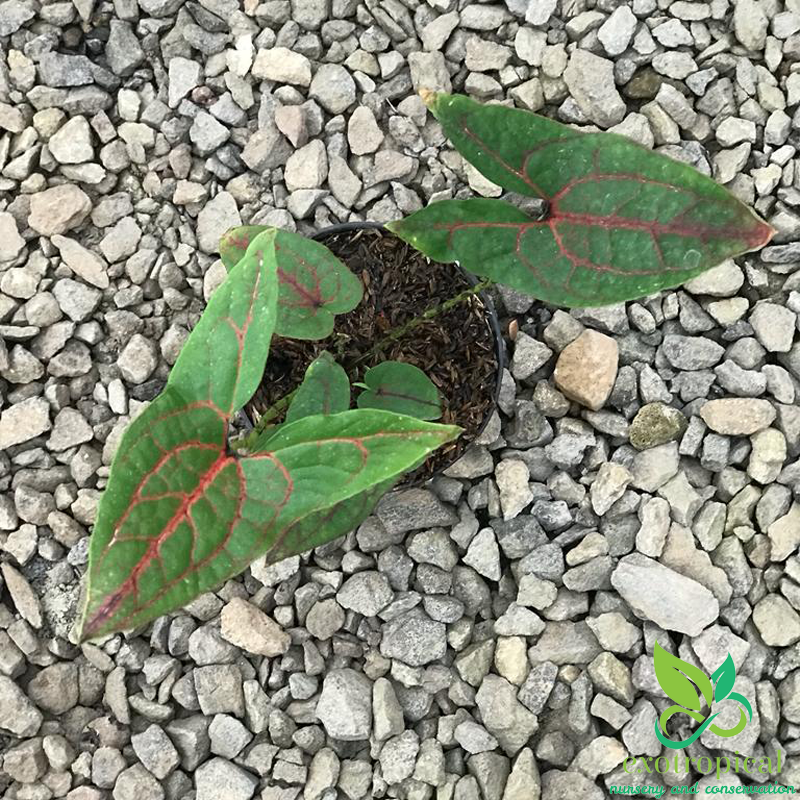 Alocasia Cyrtosperma Jhonstonii Black Jack