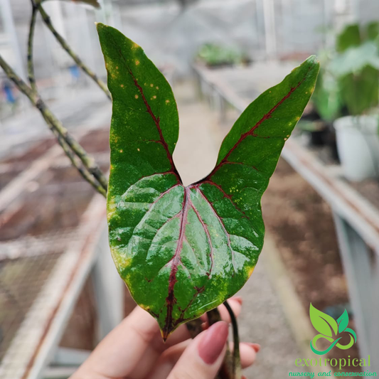 Alocasia Cyrtosperma Jhonstonii Black Jack