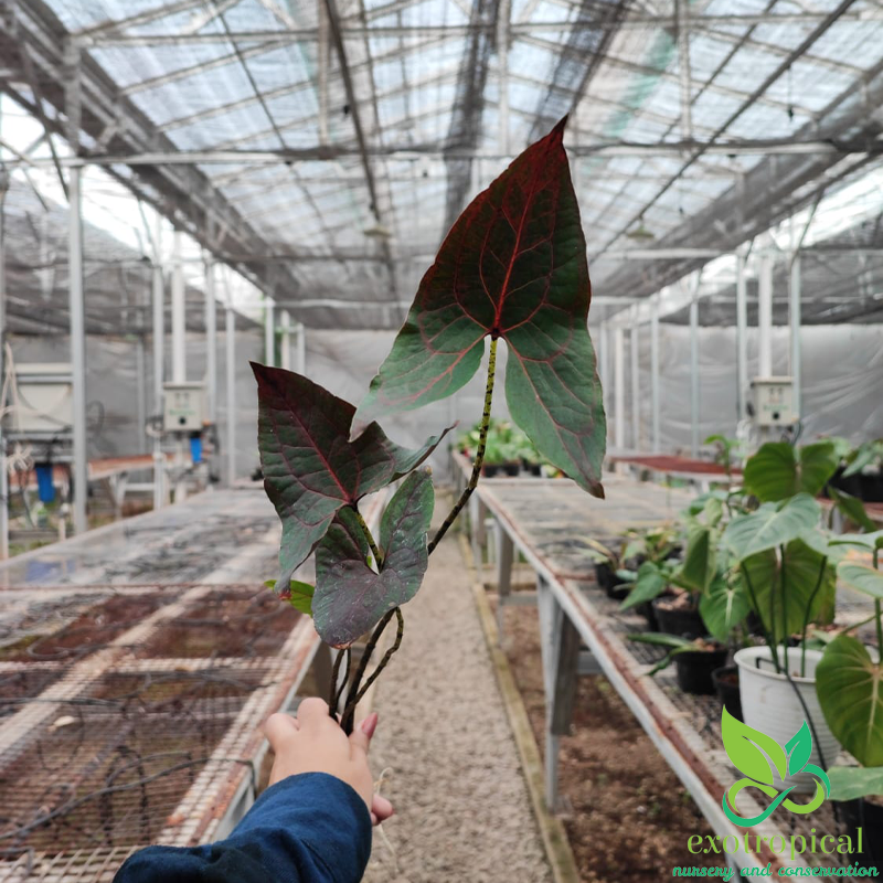 Alocasia Cyrtosperma Jhonstonii Black Jack