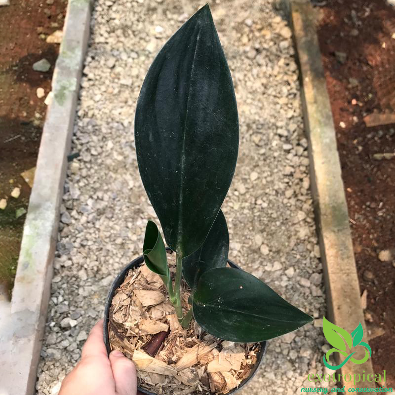 Scindapsus Treubii Dark Form
