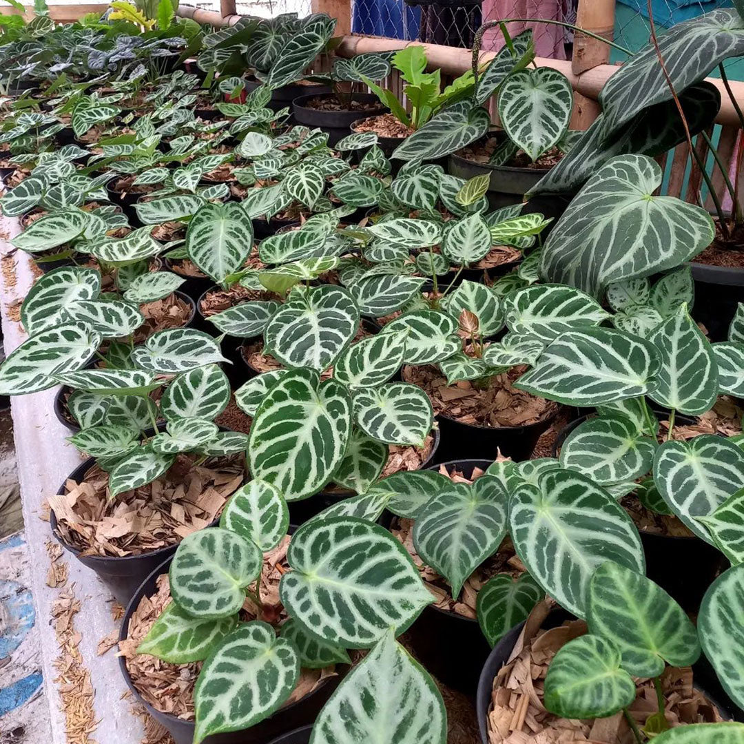 Anthurium Dorayaki Original