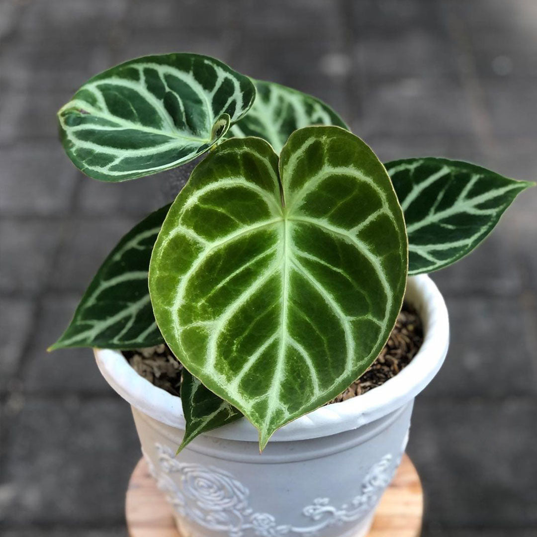 Anthurium Dorayaki Original