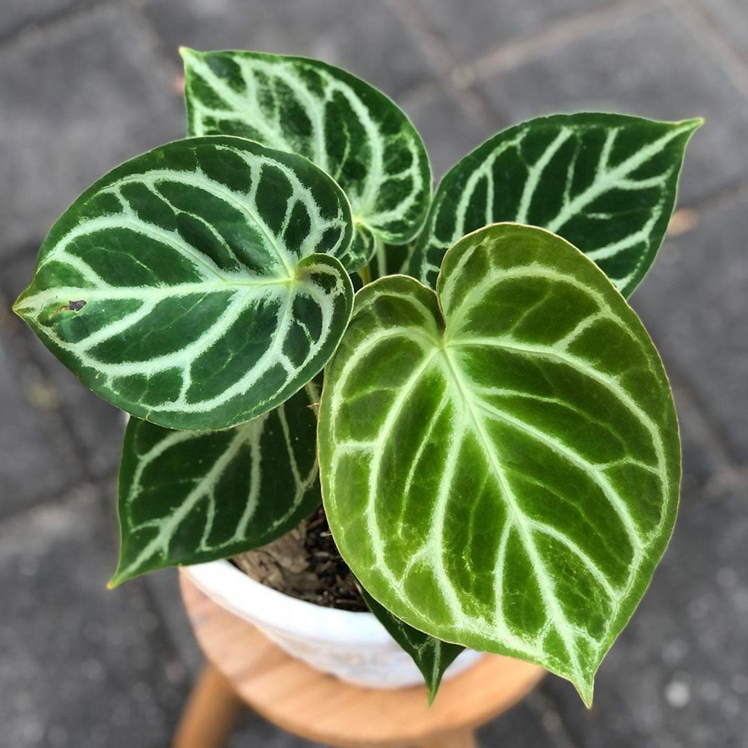 Anthurium Dorayaki Original