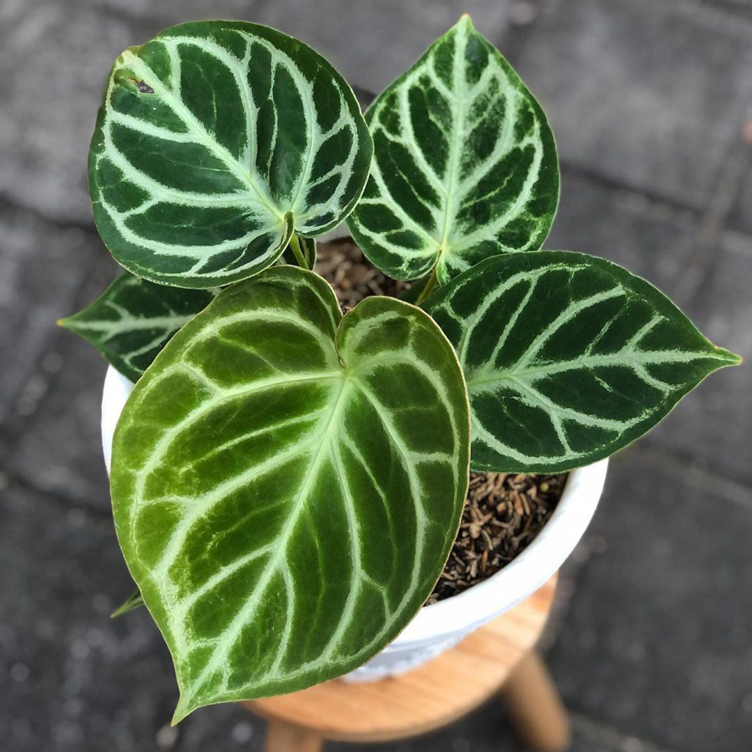 Anthurium Dorayaki Original