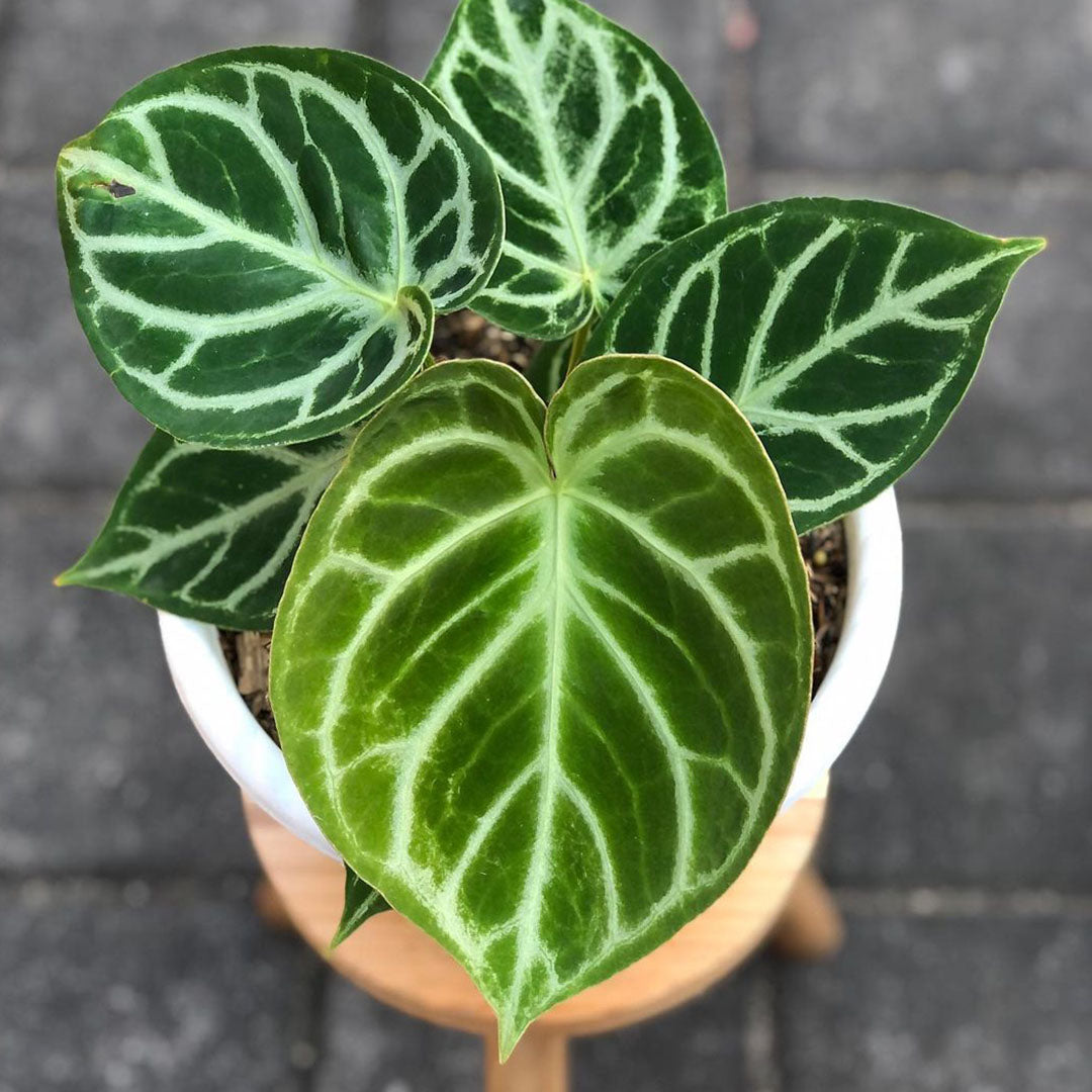 Anthurium Dorayaki Original – Exotropical