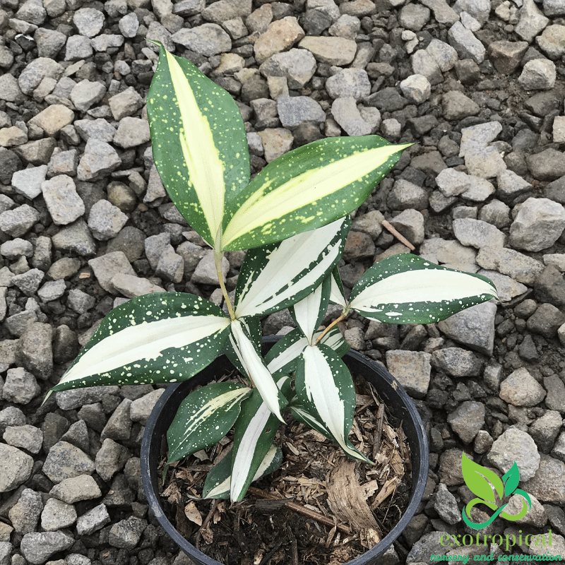 Dracaena Surculosa Milkyway Varigated