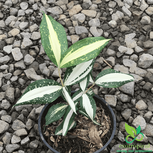 Dracaena Surculosa Milkyway Varigated