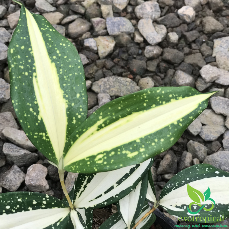 Dracaena Surculosa Milkyway Varigated