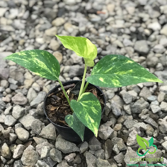 Epipremnum Pinnatum Aurea Variegated