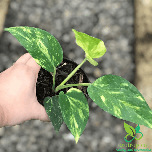 Epipremnum Pinnatum Aurea Variegated