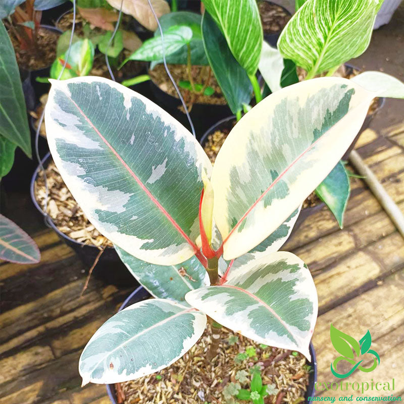 Ficus Elastica Tineke Variegated