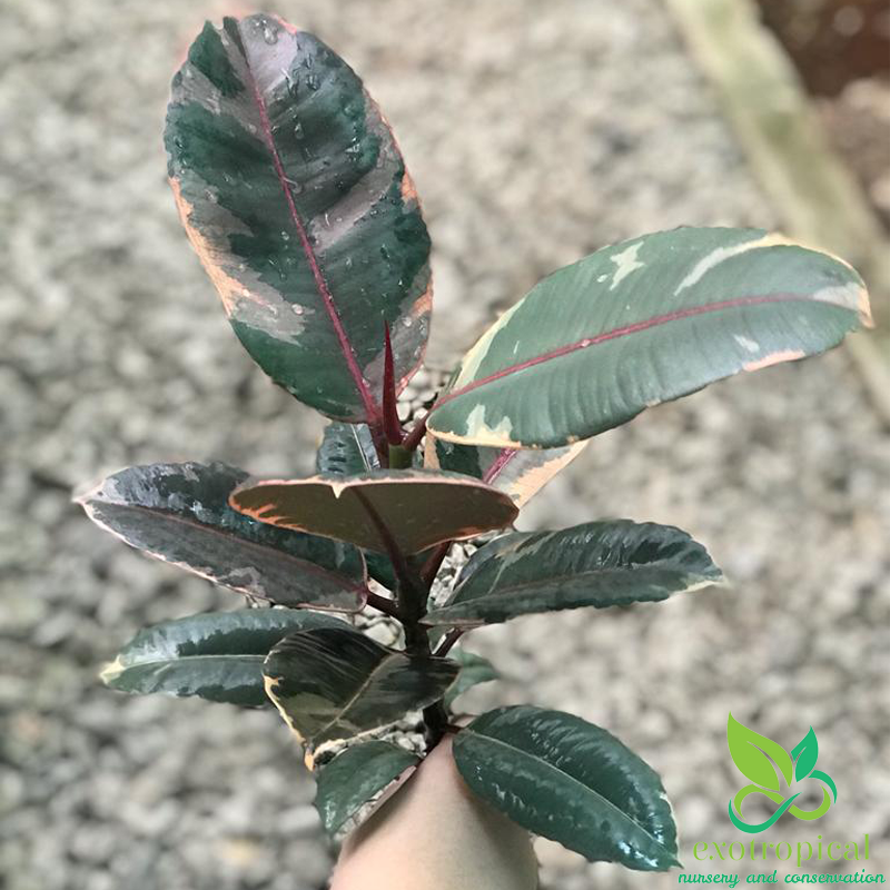 Ficus Tineke Ruby