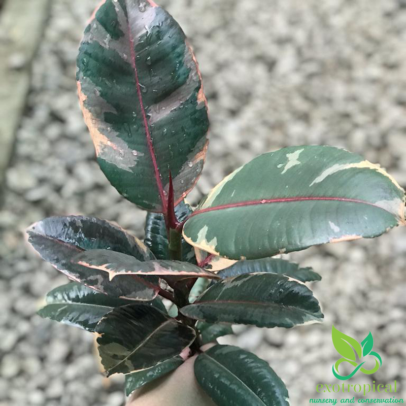 Ficus Tineke Ruby