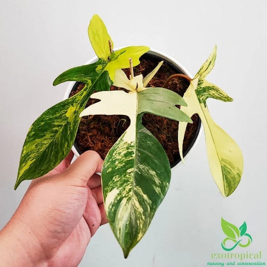 Florida Beauty Bundling Package 6 Pots 3-4 Leaves