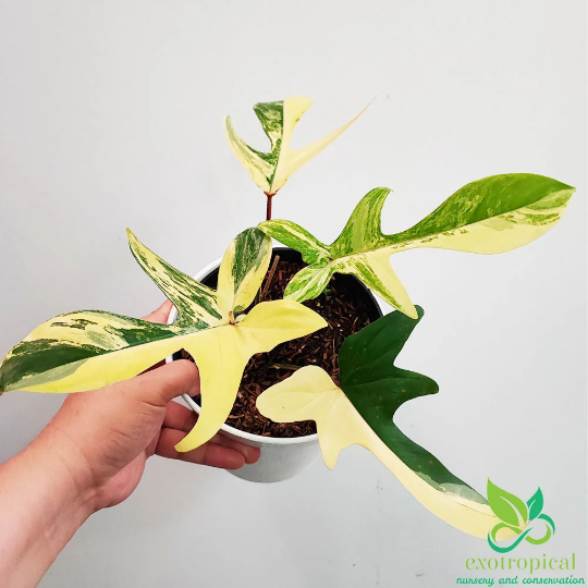 Florida Beauty Bundling Package 6 Pots 3-4 Leaves