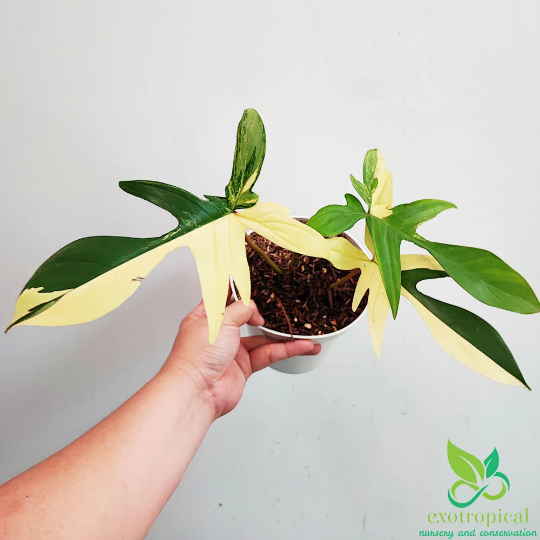 Florida Beauty Bundling Package 6 Pots 3-4 Leaves
