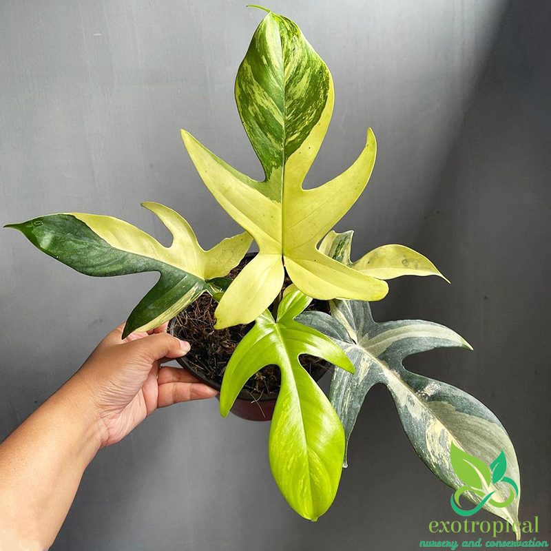 Philodendron Florida Beauty