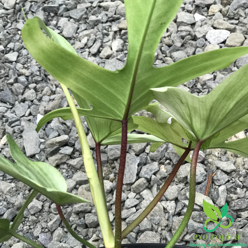 Philodendron Florida Ghost