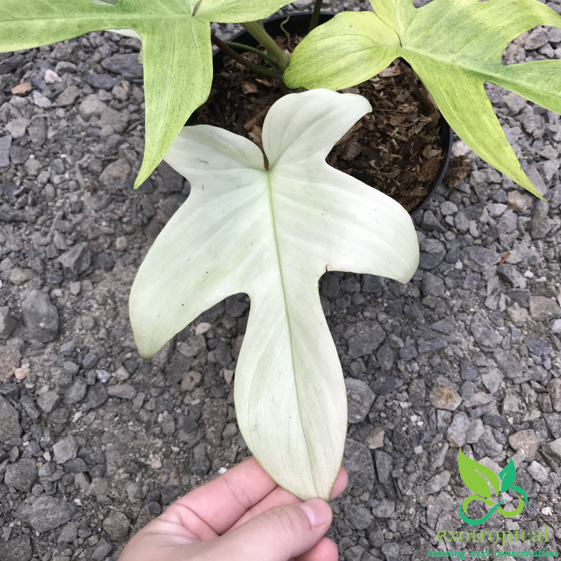 Philodendron Florida Ghost