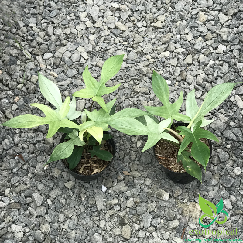 Philodendron Florida Ghost