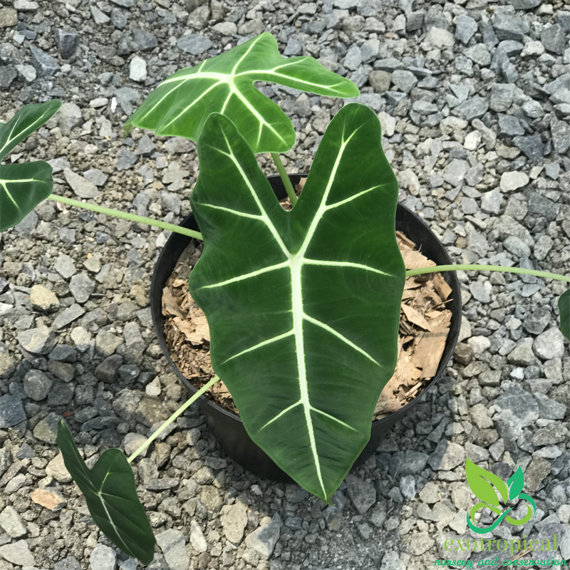 Alocasia Frydek