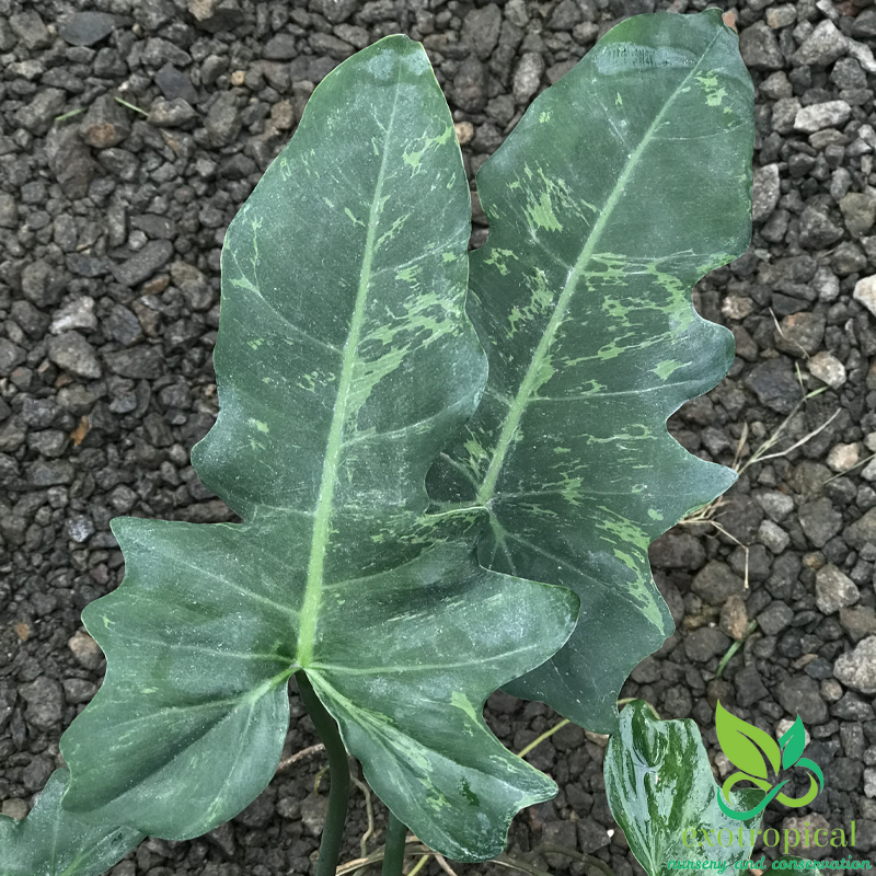 Philodendron Golden Dragon