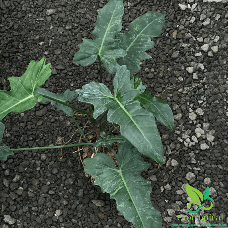 Philodendron Golden Dragon