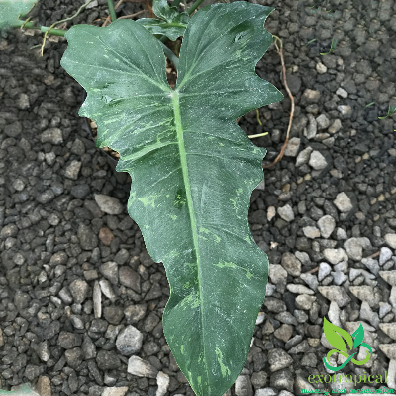 Philodendron Golden Dragon