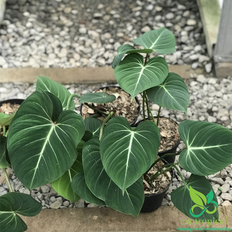 Philodendron Gloriosum