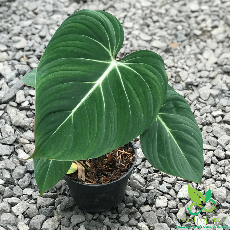 Philodendron Gloriosum