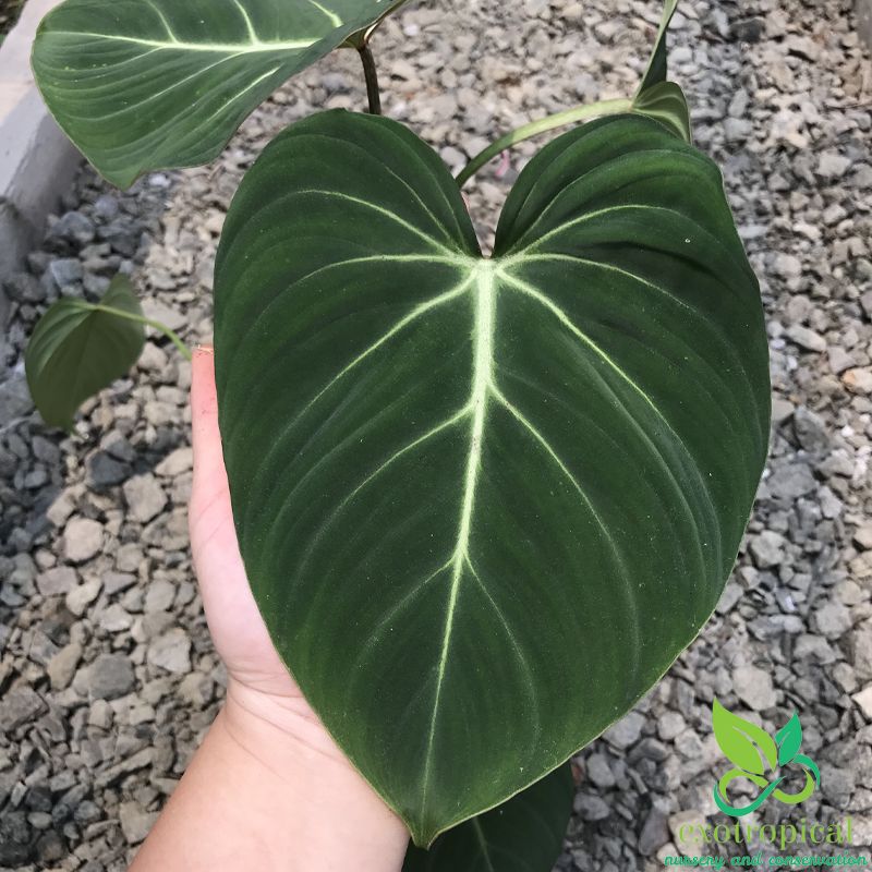 Exotropical Special Package A: Philodendron Anthurium