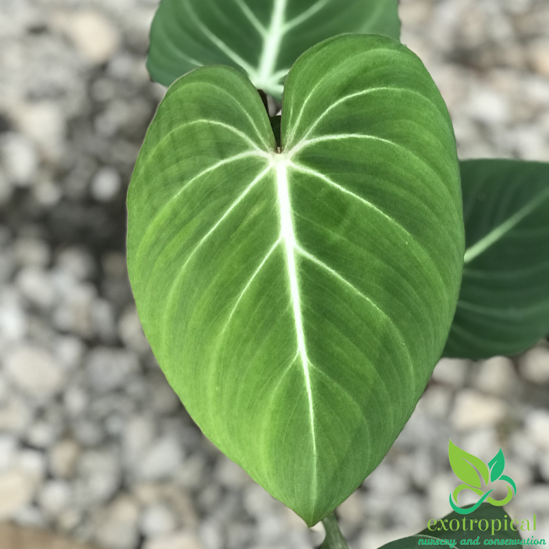Exotropical Special Package A: Philodendron Anthurium