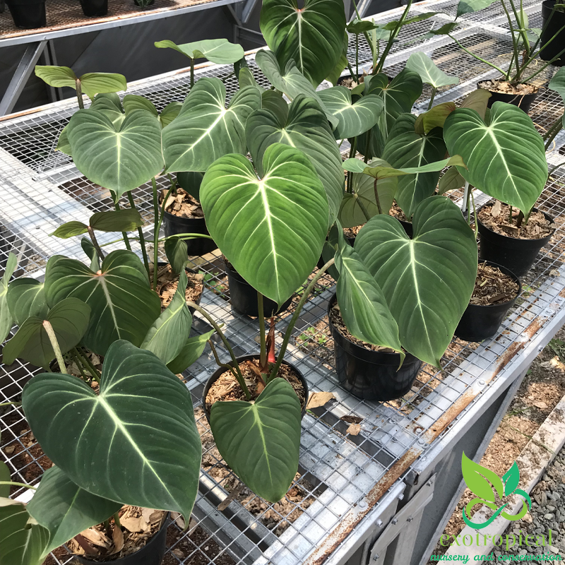 Exotropical Special Package A: Philodendron Anthurium