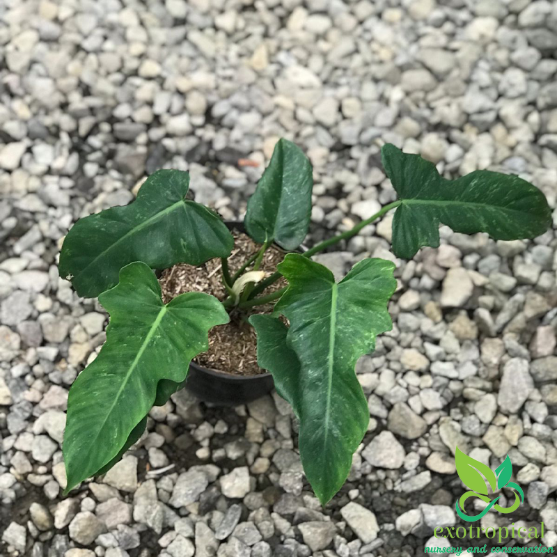 Philodendron Golden Dragon