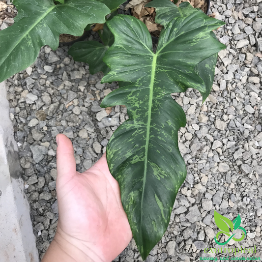 Philodendron Golden Dragon