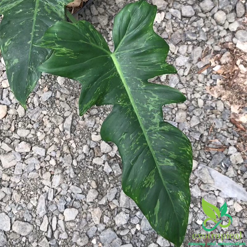 Philodendron Golden Dragon