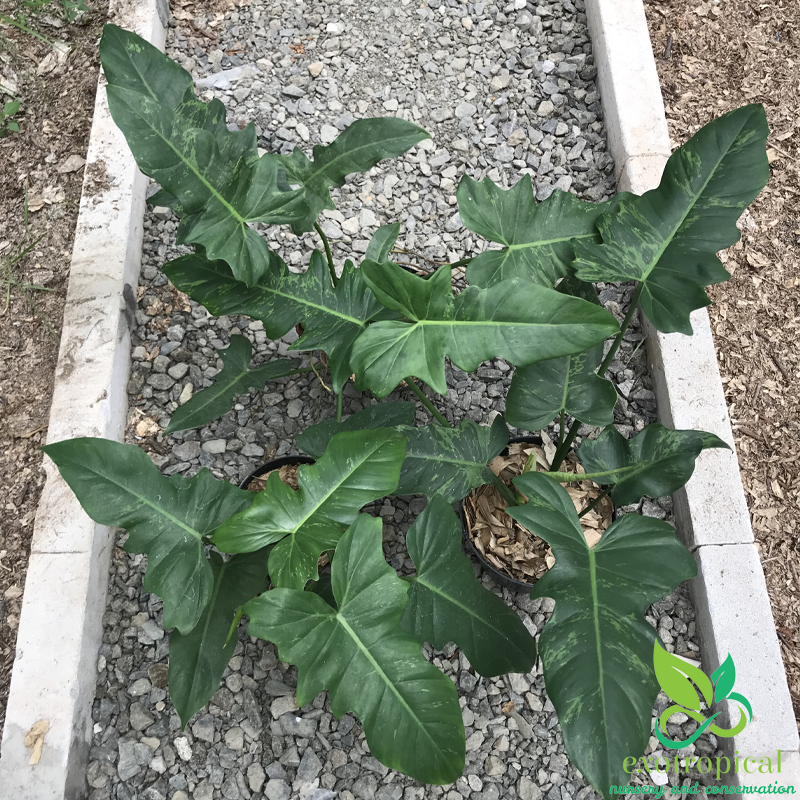 Philodendron Golden Dragon