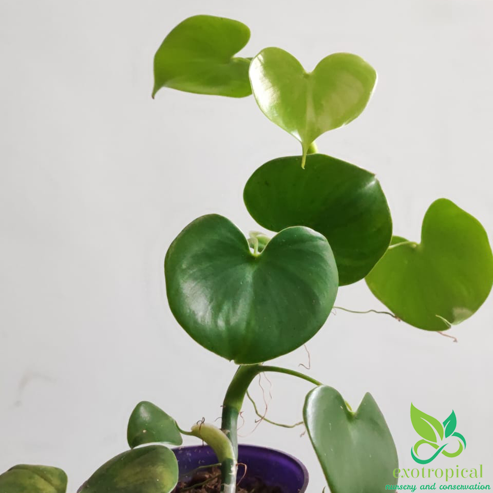 Philodendron Grazielae Love Heart