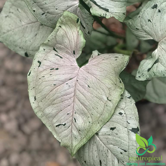 Syngonium Green Splash