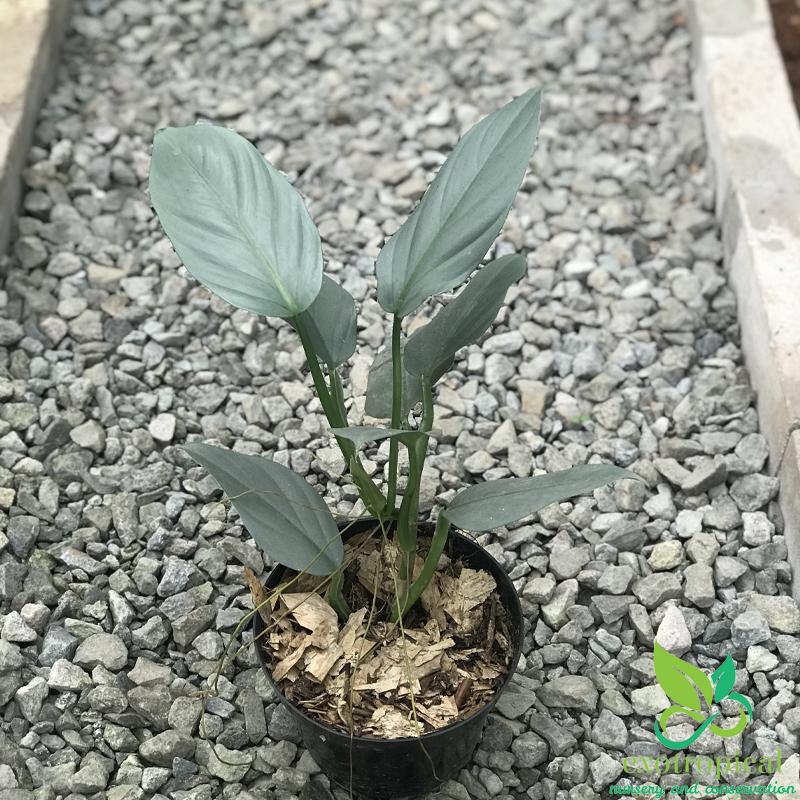 Philodendron Hastatum Silver Sword