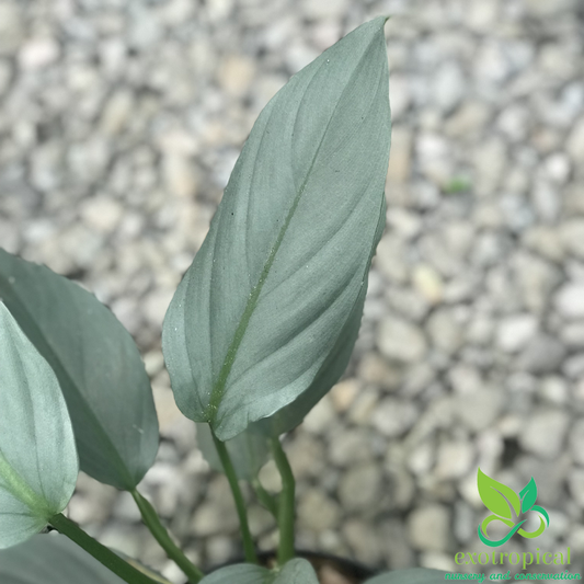 Philodendron Hastatum Silver Sword