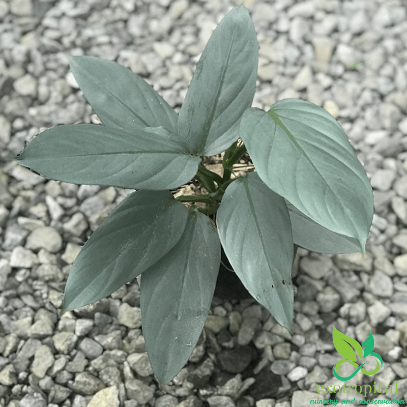 Philodendron Hastatum Silver Sword