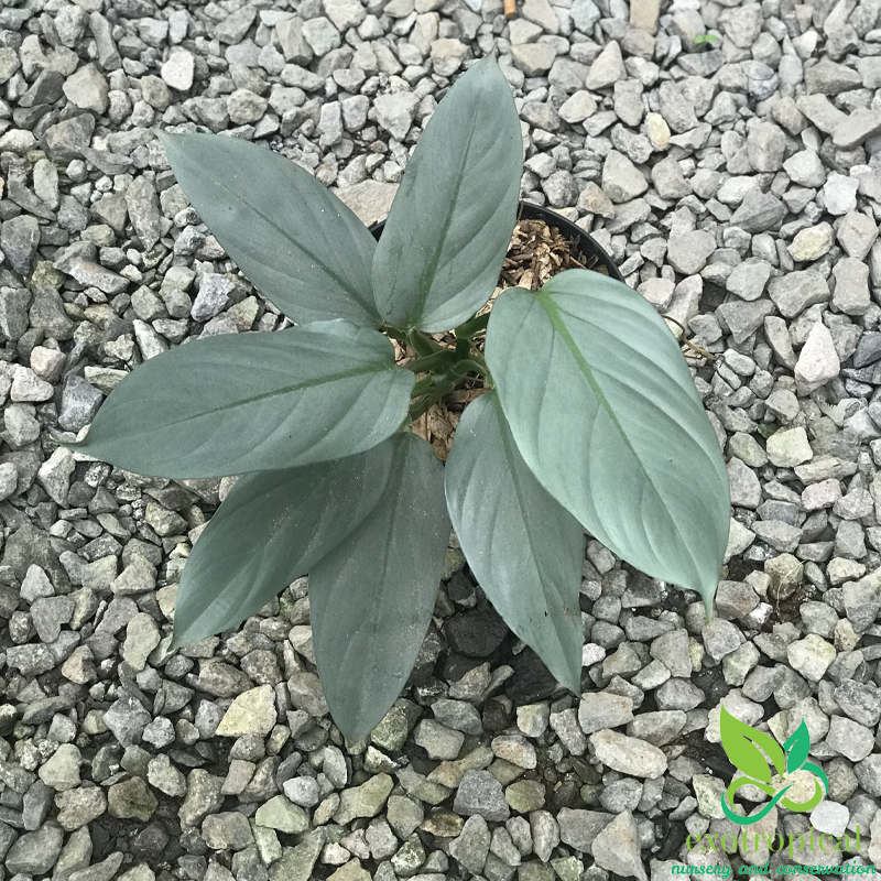 Philodendron Hastatum Silver Sword