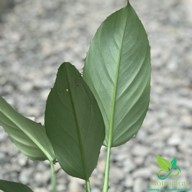Philodendron Hastatum Silver Sword