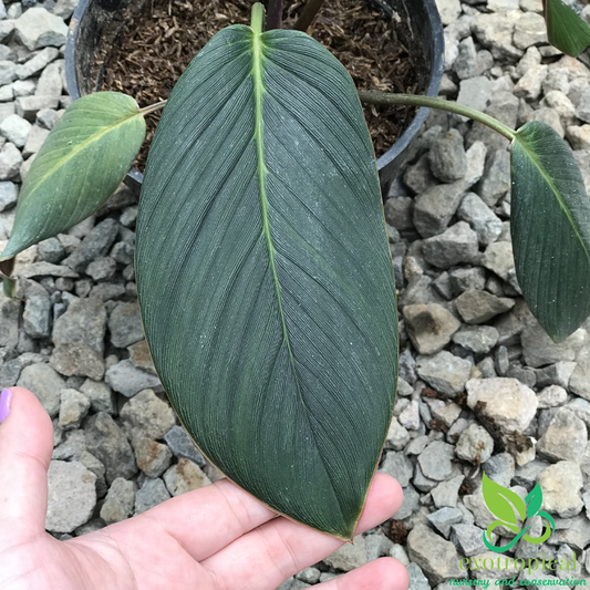 Rare Plant Homalomena Red Sp Sumatera