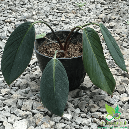 Rare Plant Homalomena Red Sp Sumatera