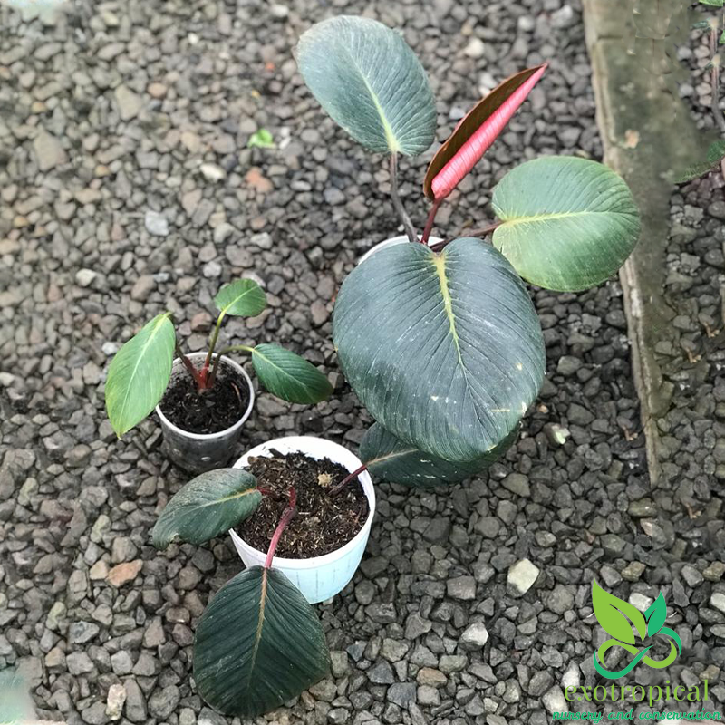 Rare Plant Homalomena Red Sp Sumatera