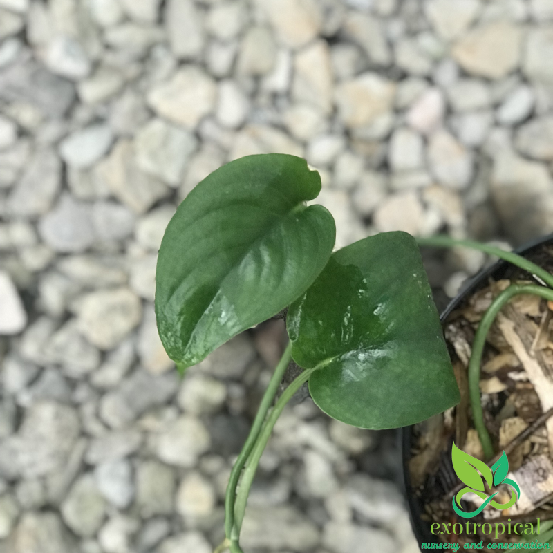 Scindapsus Pictus Jade Satin