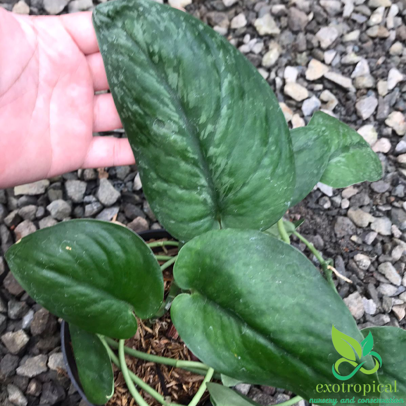 Scindapsus Pictus Jade Satin